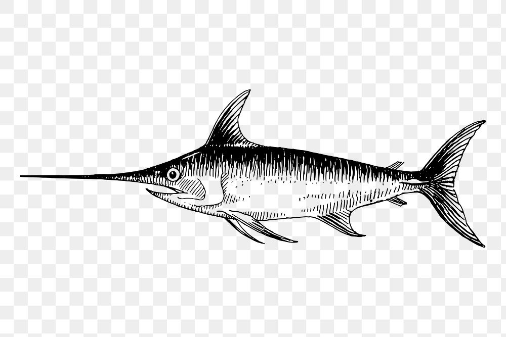 Swordfish png drawing, vintage hand drawn sea animal illustration, transparent background. Free public domain CC0 image.