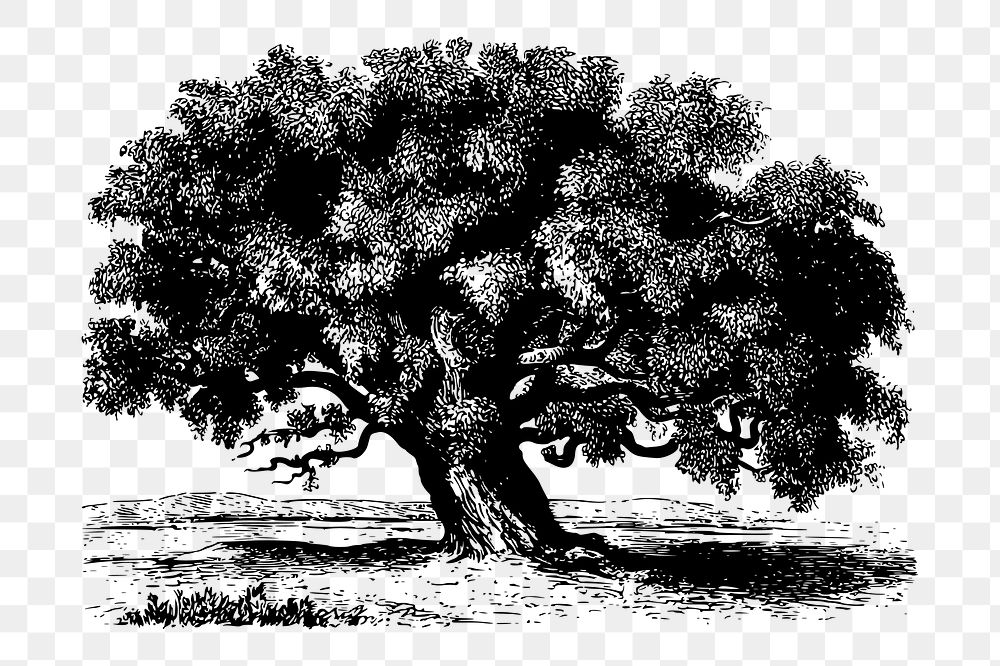 Png Tamarind tree drawing, vintage botanical illustration, transparent background. Free public domain CC0 image.