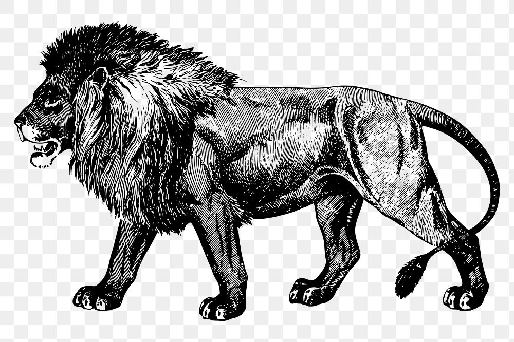 Lion png drawing, vintage animal, wildlife illustration, transparent background. Free public domain CC0 image.
