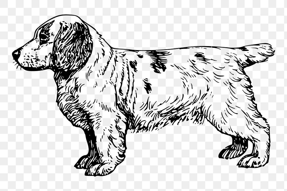 Clumber Spaniel dog png drawing, vintage illustration, transparent background. Free public domain CC0 image.