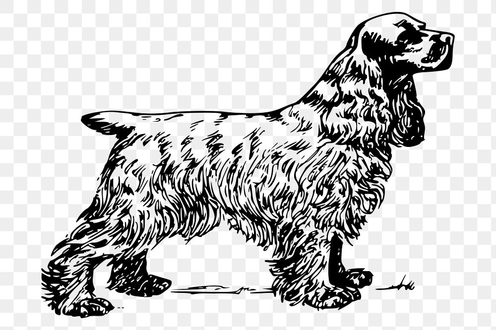 Cocker spaniel dog png sticker, hand drawn illustration, transparent background. Free public domain CC0 image.