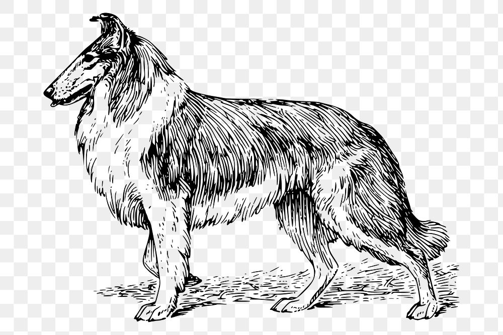 Collie dog png sticker, vintage drawing, transparent background. Free public domain CC0 image.