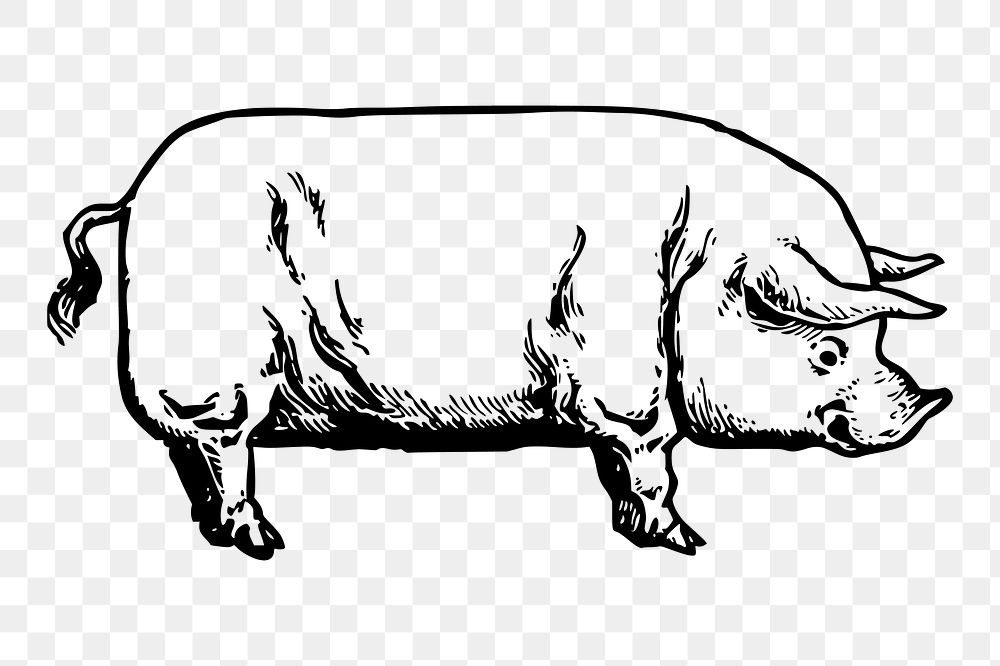 Vintage pig png clipart, livestock animal illustration, transparent background. Free public domain CC0 image.