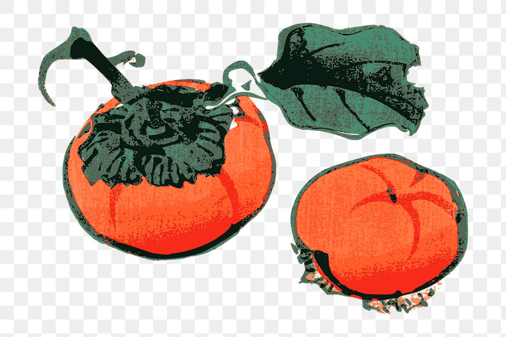 Persimmon png sticker vintage fruit illustration, transparent background. Free public domain CC0 image.