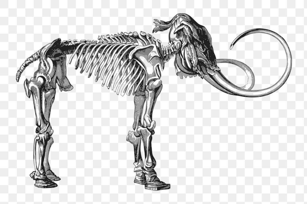 Mammoth fossil png sticker animal illustration, transparent background. Free public domain CC0 image.