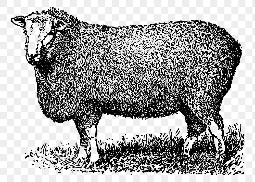 Farm sheep png sticker, animal hand drawn illustration, transparent background. Free public domain CC0 image.