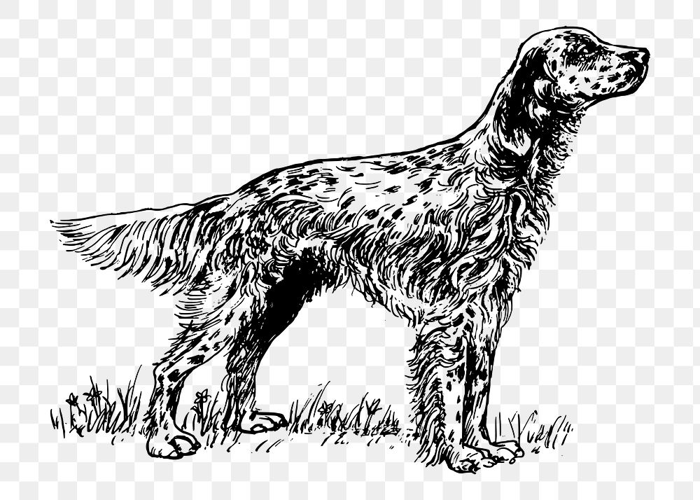 English setter png sticker, dog hand drawn illustration, transparent background. Free public domain CC0 image.