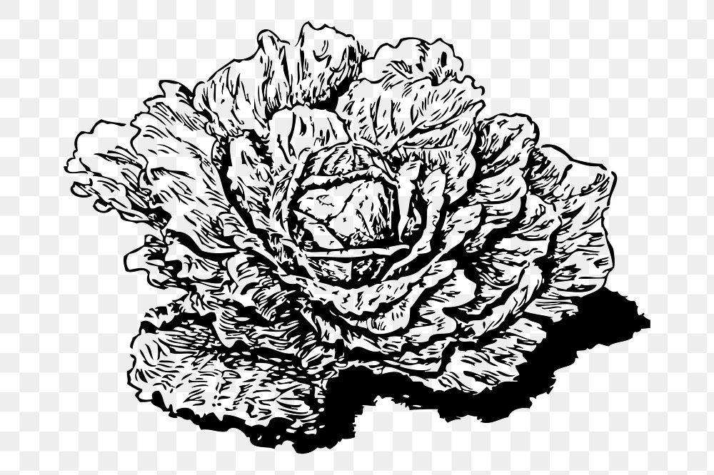 Dutch cabbage png sticker, vegetable hand drawn illustration, transparent background. Free public domain CC0 image.