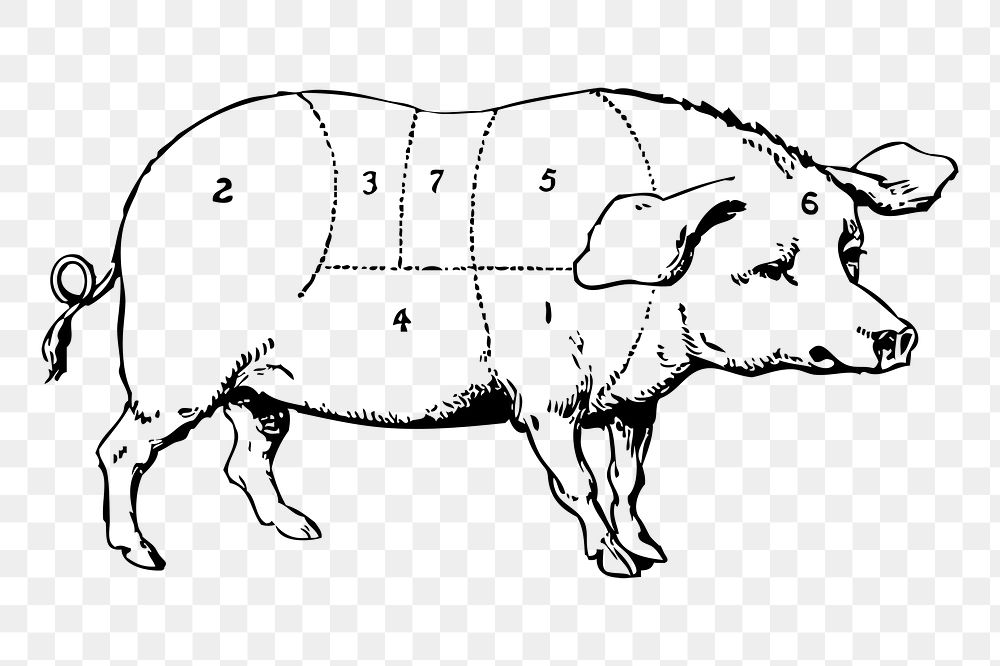 Pork diagram png sticker, pig hand drawn illustration, transparent background. Free public domain CC0 image.