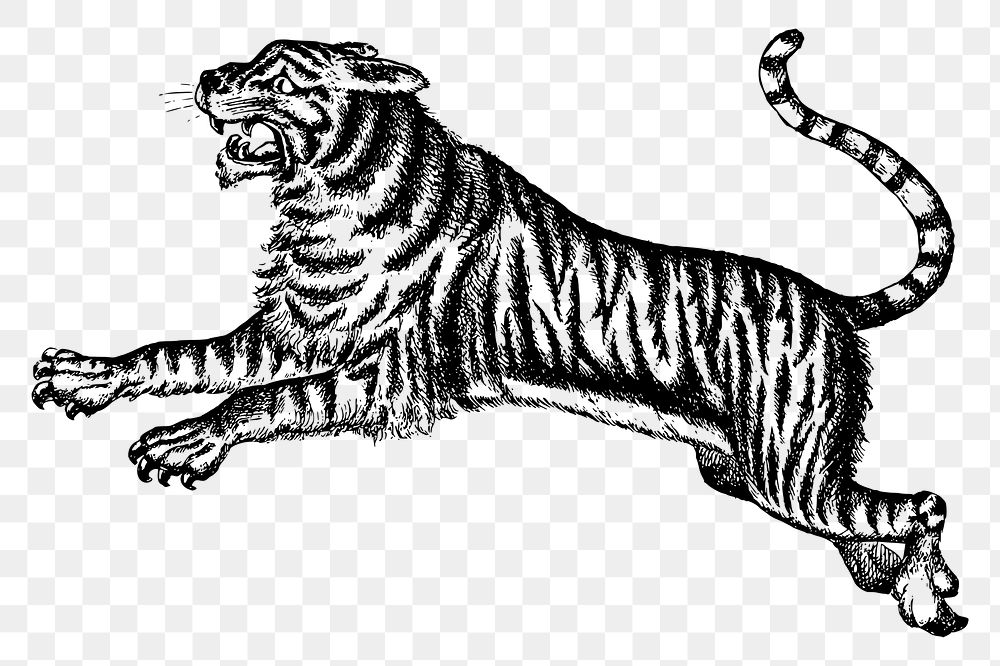 Jumping tiger png sticker, predator animal hand drawn illustration, transparent background. Free public domain CC0 image.