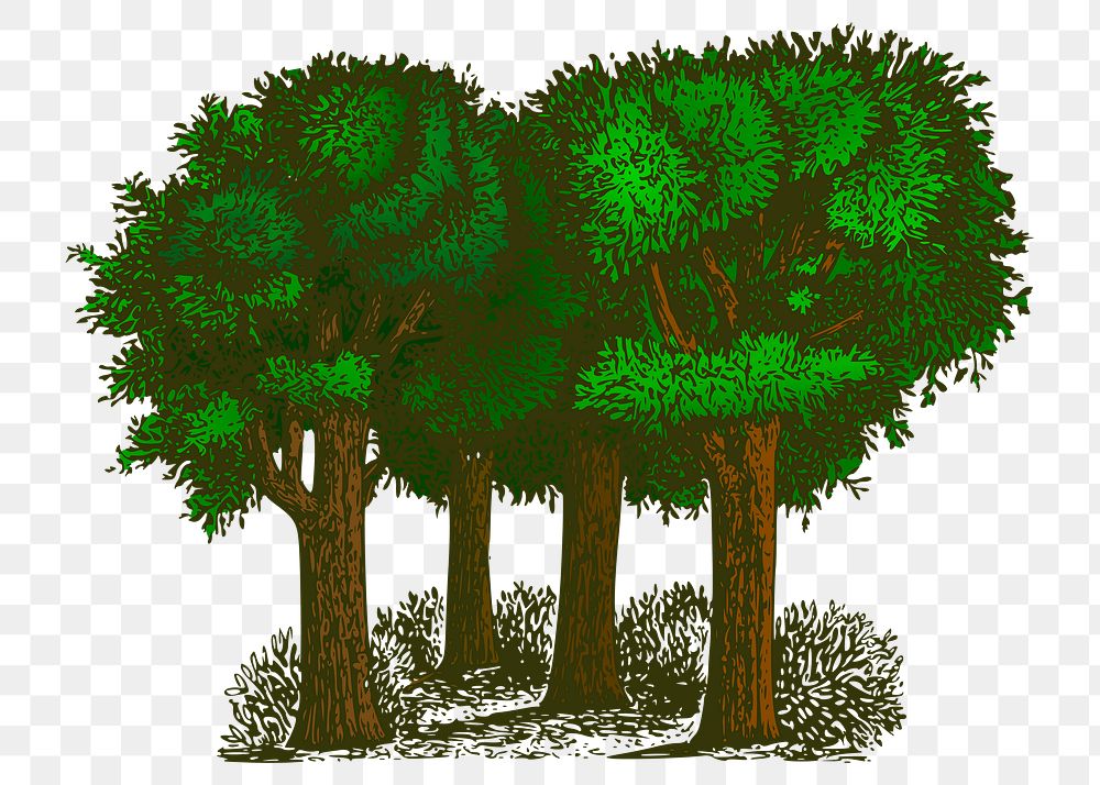 Trees png sticker forest illustration, transparent background. Free public domain CC0 image.
