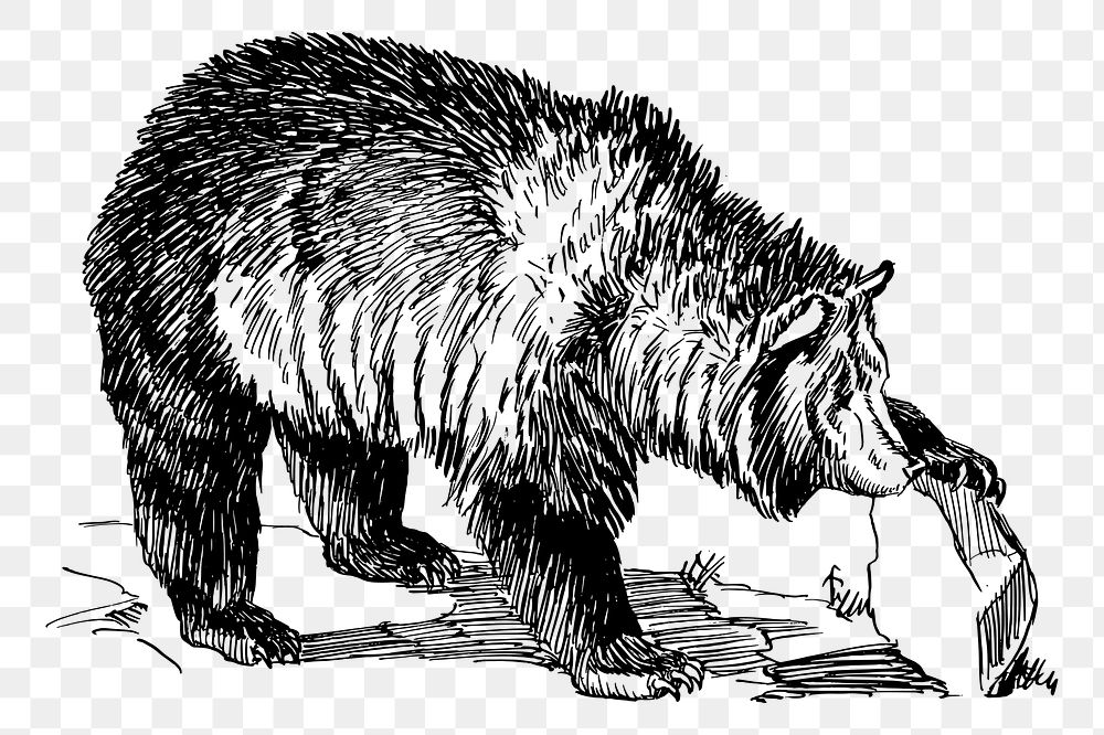 Grizzly bear png clipart, animal hand drawn illustration, transparent background. 