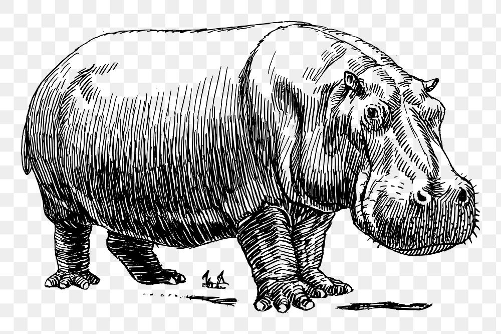 Hippopotamus png clipart, animal hand drawn illustration, transparent background. Free public domain CC0 image.