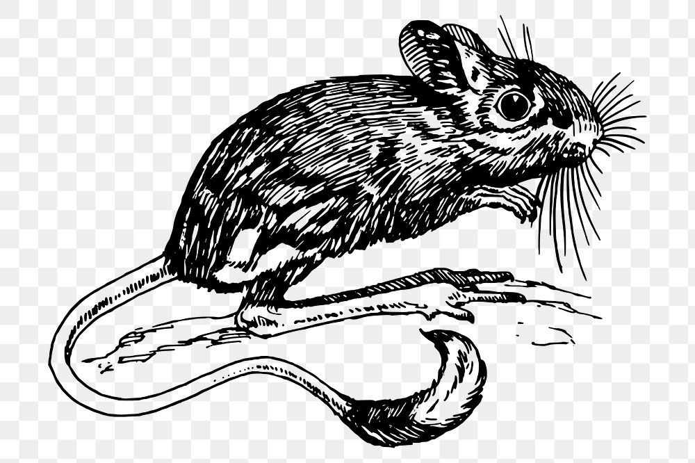 Wild rat png clipart, animal hand drawn illustration, transparent background. Free public domain CC0 image.