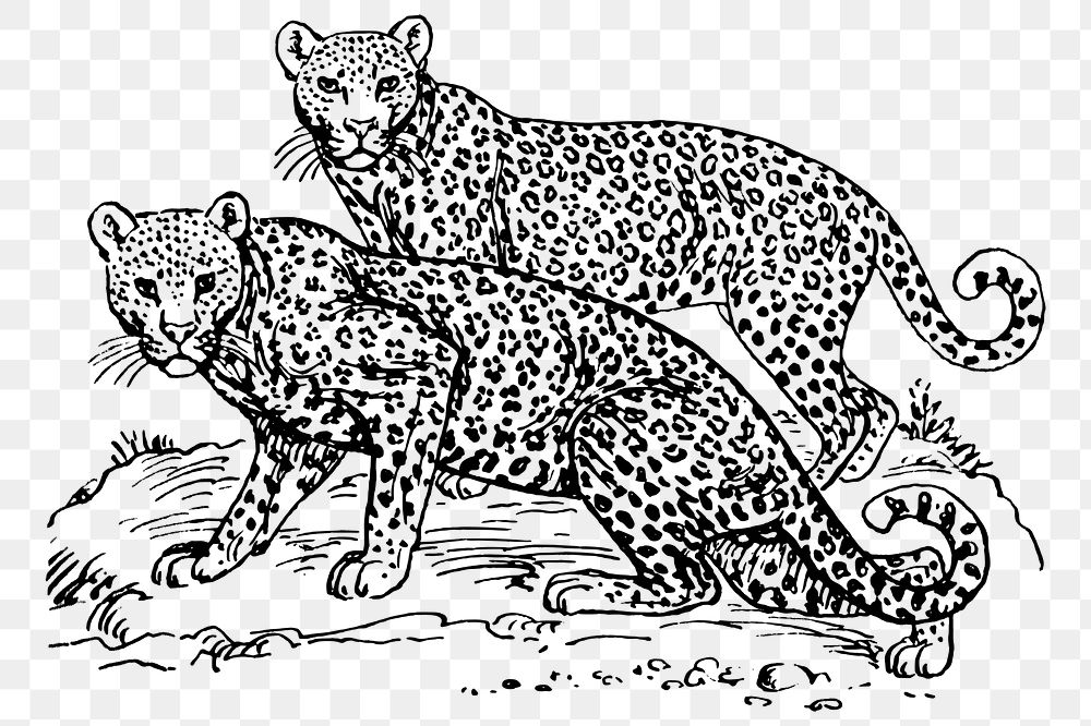 Leopards png clipart, animal hand drawn illustration, transparent background. Free public domain CC0 image.