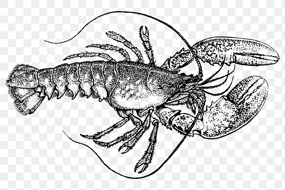 Lobster png clipart, animal hand drawn illustration, transparent background. Free public domain CC0 image.