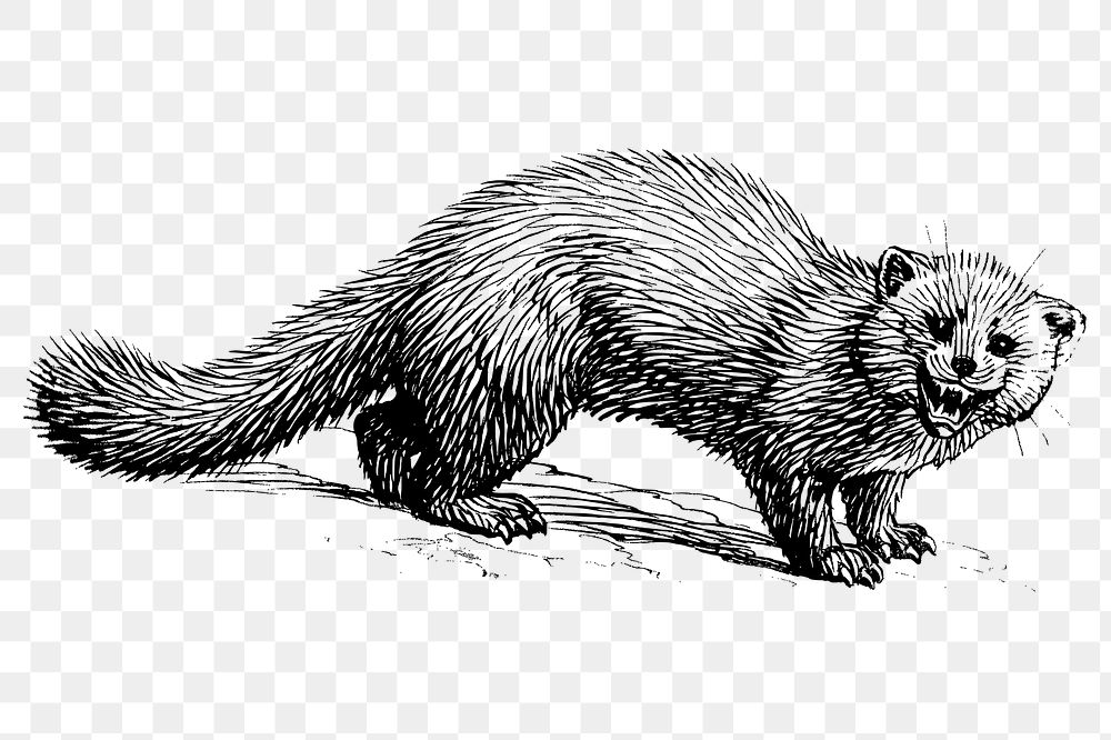 Marten png clipart, animal hand drawn illustration, transparent background. Free public domain CC0 image.