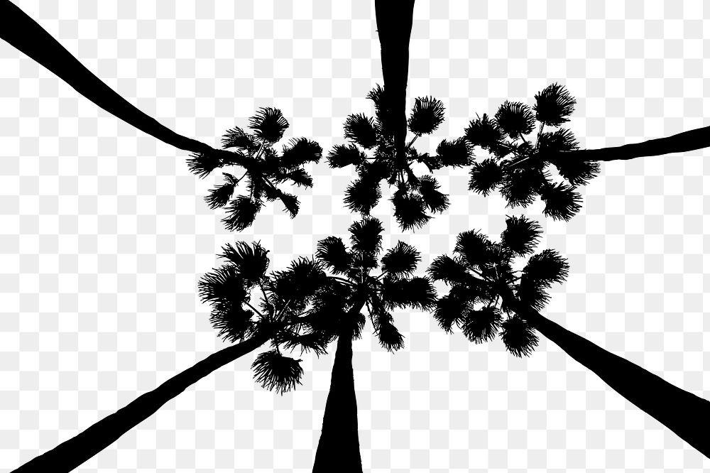 Palm trees png nature silhouette, transparent background. Free public domain CC0 image.