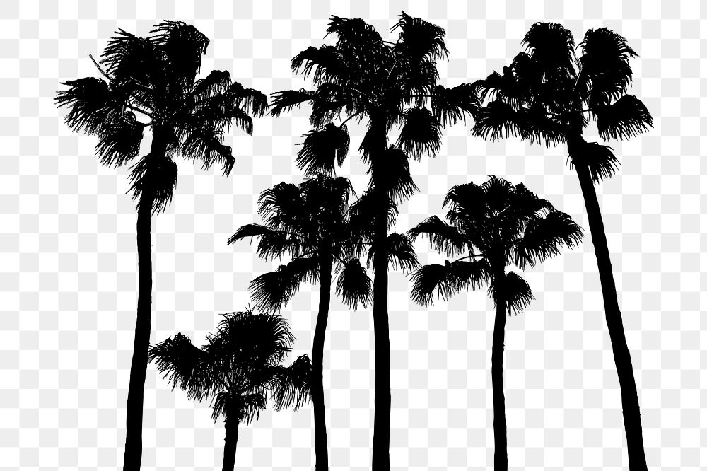 Palm trees png nature silhouette, transparent background. Free public domain CC0 image.