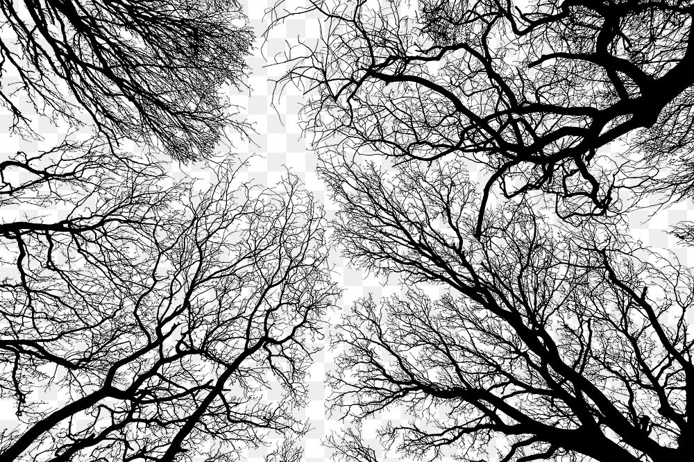 Leafless trees png nature silhouette, transparent background. Free public domain CC0 image.