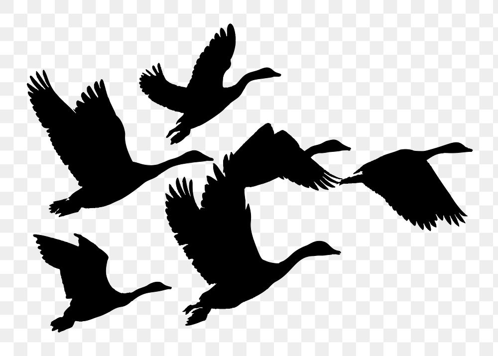 Flying goose png sticker animal silhouette, transparent background. Free public domain CC0 image.
