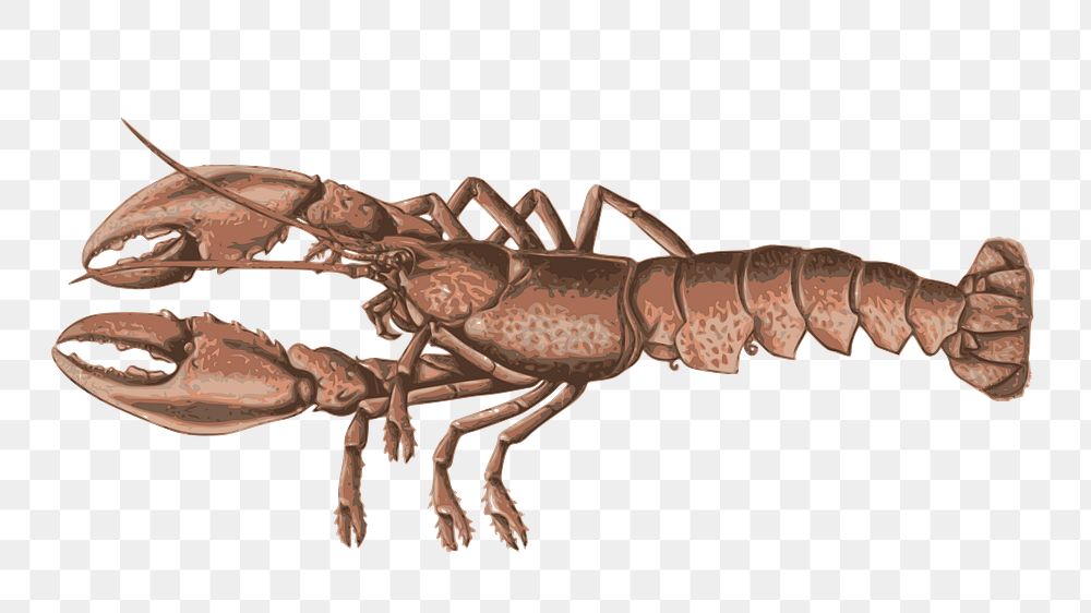 Lobster png sticker, animal illustration on transparent background. Free public domain CC0 image.