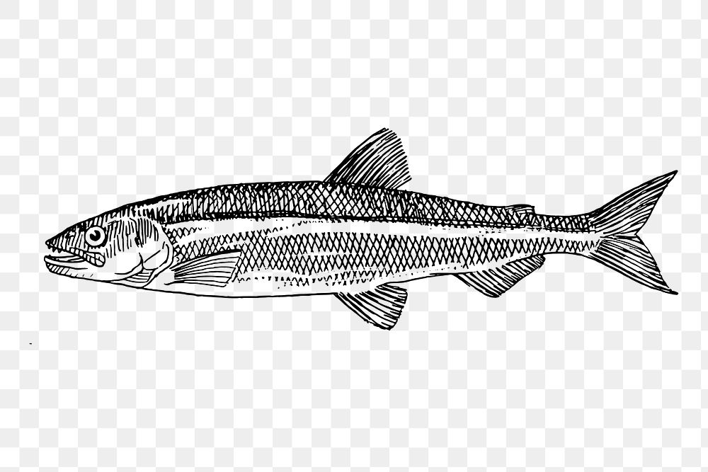 Smelt fish png sticker, sea animal illustration, transparent background. Free public domain CC0 image.