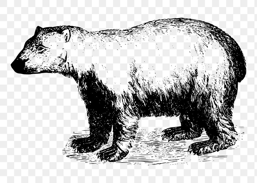 Polar bear png sticker vintage animal illustration, transparent background. Free public domain CC0 image.