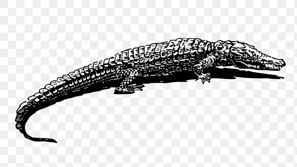 Crocodile png sticker, vintage wildlife illustration on transparent background. Free public domain CC0 image.