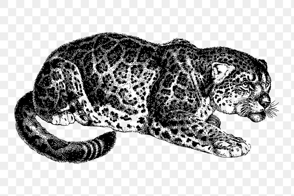 Jaguar png sticker, vintage wild animal illustration on transparent background. Free public domain CC0 image.