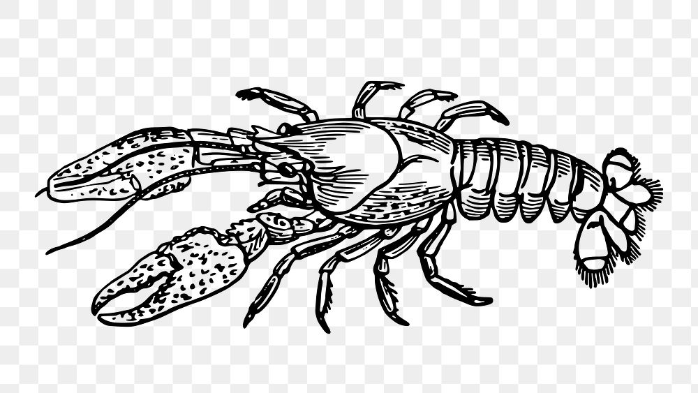 Lobster png sticker, vintage sea life illustration on transparent background. Free public domain CC0 image.