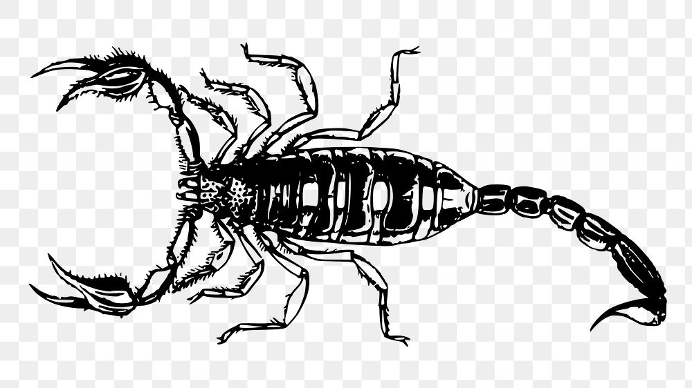 Scorpion png sticker, vintage animal illustration on transparent background. Free public domain CC0 image.