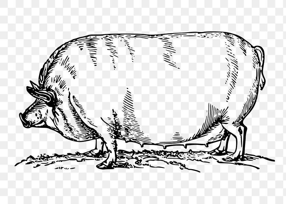 Pig png sticker, livestock animal illustration on transparent background. Free public domain CC0 image.