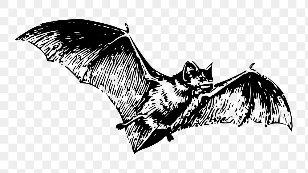 Flying bat png sticker, animal vintage illustration on transparent background. Free public domain CC0 image.