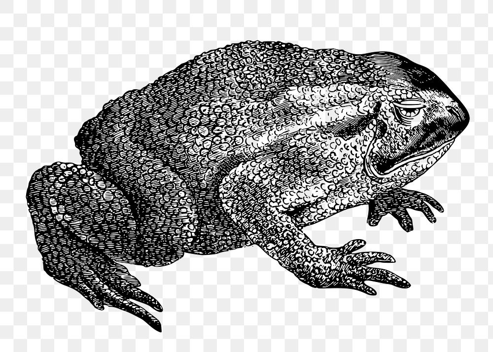 Toad png sticker, animal vintage illustration on transparent background. Free public domain CC0 image.