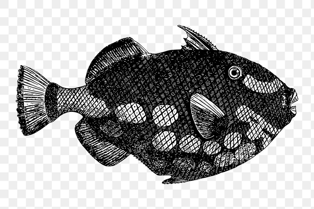 Triggerfish png sticker, sea life vintage illustration on transparent background. Free public domain CC0 image.