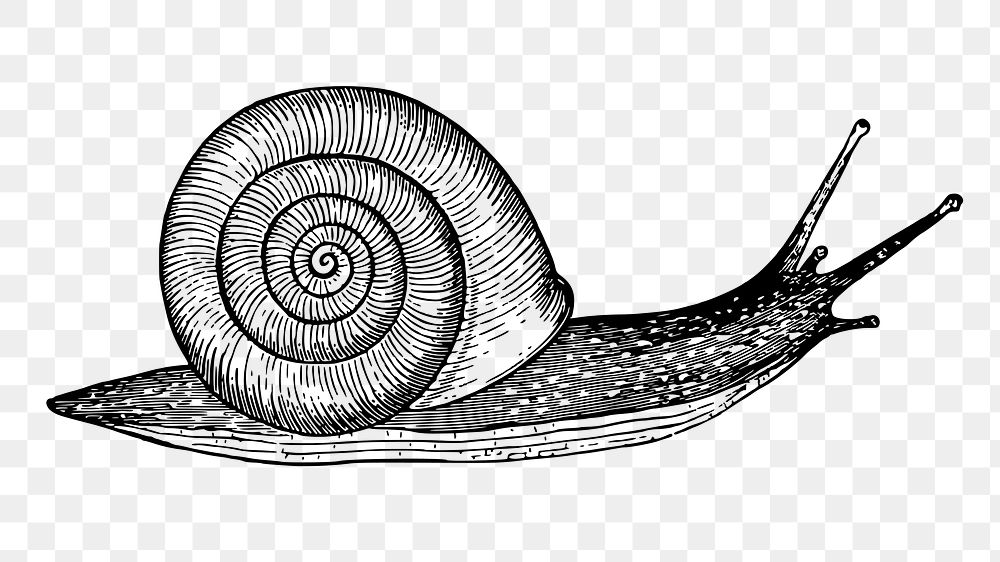 Snail png sticker, animal vintage illustration on transparent background. Free public domain CC0 image.
