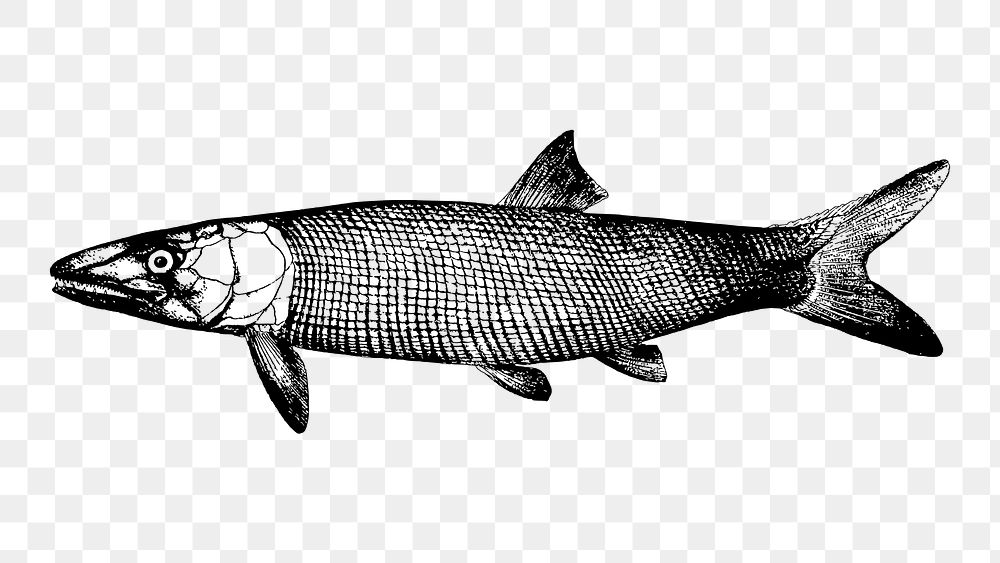 Extinct fish png sticker, sea life vintage illustration on transparent background. Free public domain CC0 image.