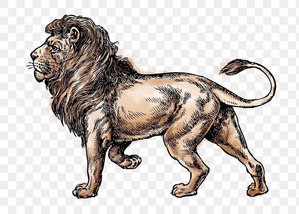 Lion png sticker, wildlife watercolor illustration, transparent background