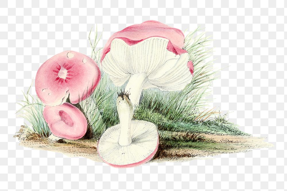 Vintage png russula emetica mushroom png illustration