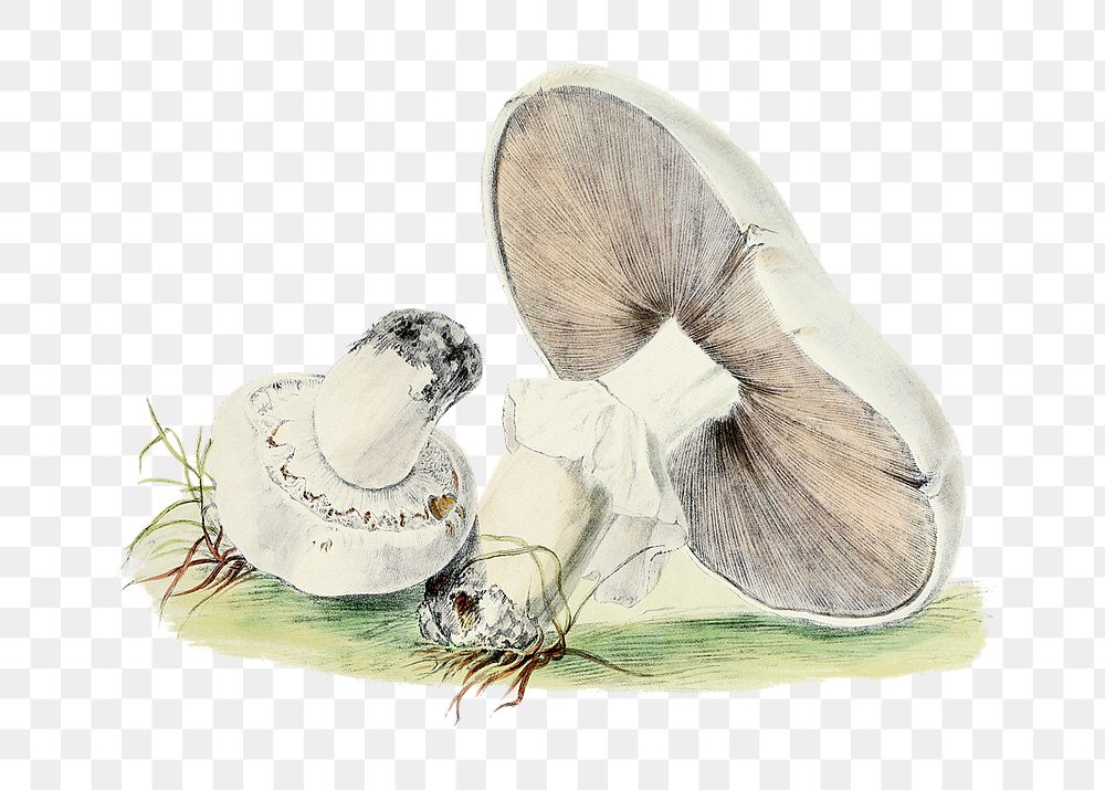 Png hand drawn horse mushroom illustration