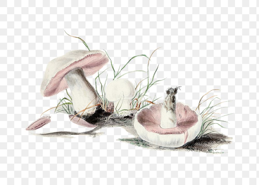 Vintage png aesthetic field mushroom illustration