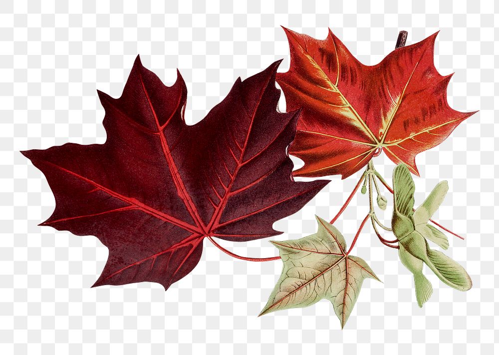 Vintage maple leaf design element