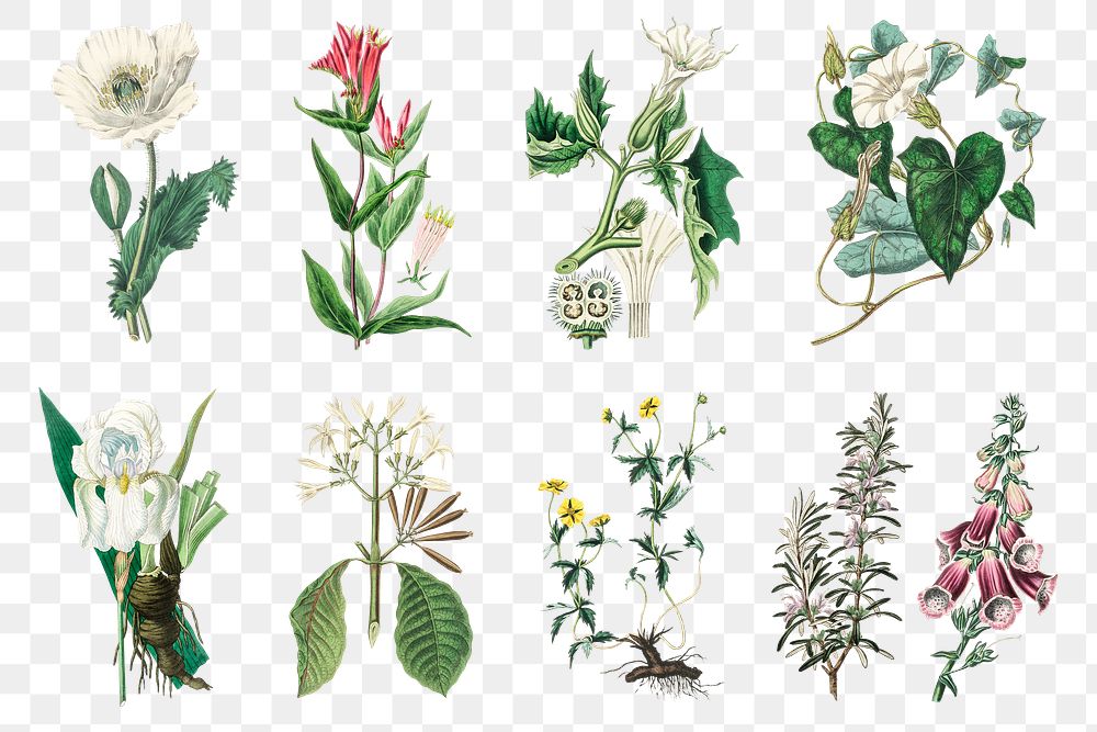 Medical botany plant png set illustrations