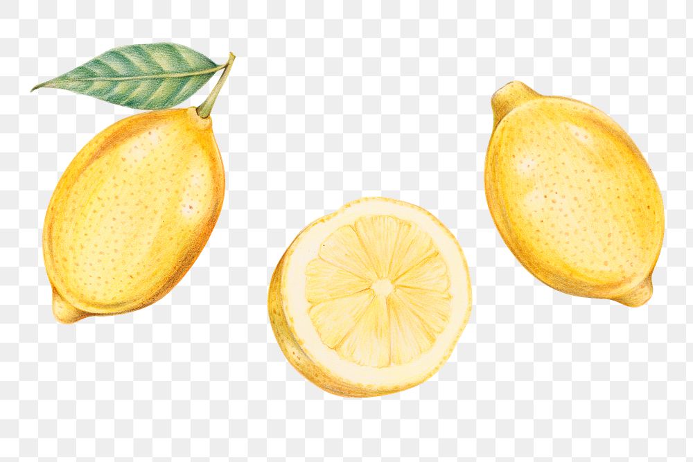 Organic food yellow lemon png illustration