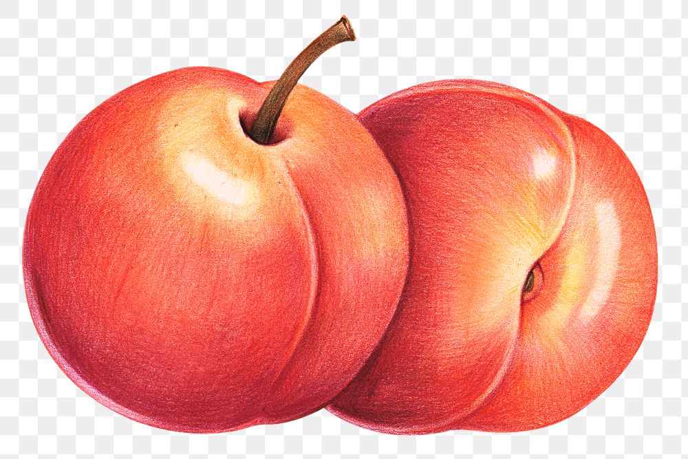 Organic raw food peach png illustration hand drawn