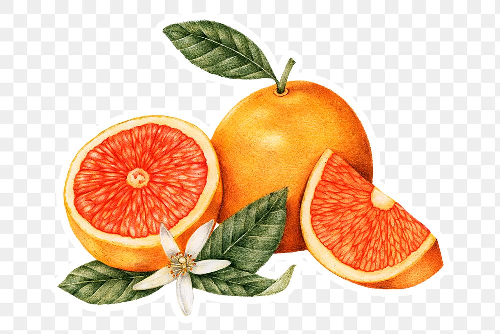 Hand drawn tangerine fruit sticker with a white border design element