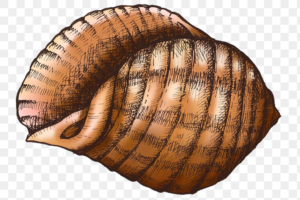 Colorful conch shell png transparent