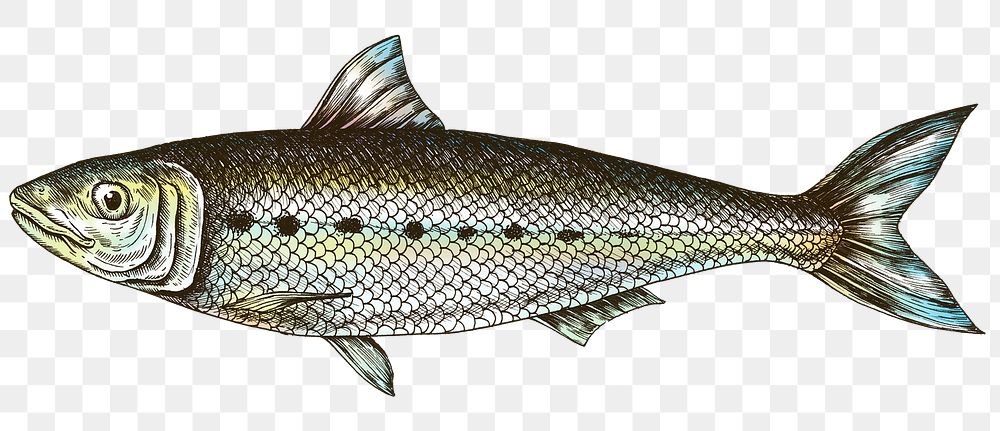 Colorful sardine isolated transparent png 