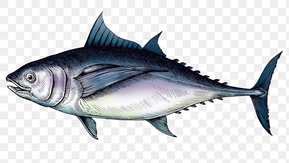 Colorful tuna isolated png transparent